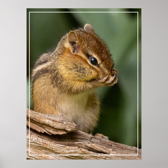 Poster Quelque chose sent Chipmunk (Devant)