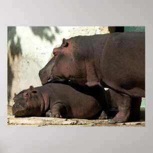 Poster Quelqu'Un Pour Me Surveiller Hippopotamus Portrait