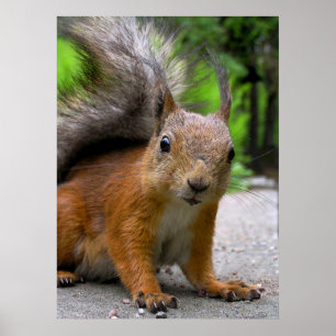 Poster Qu'est-ce qu'il a ?