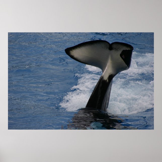 Poster Queue de baleine (Devant)