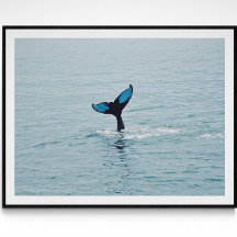 Queue de baleine à bosse du Maine