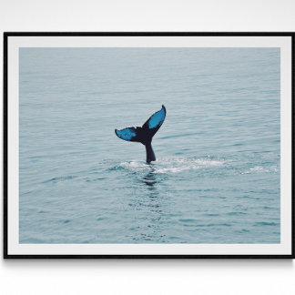 Poster Queue de baleine à bosse du Maine