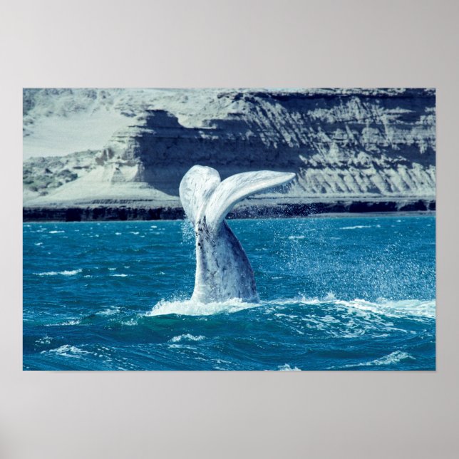 Poster Queue de veau de baleine - Argentine (Devant)