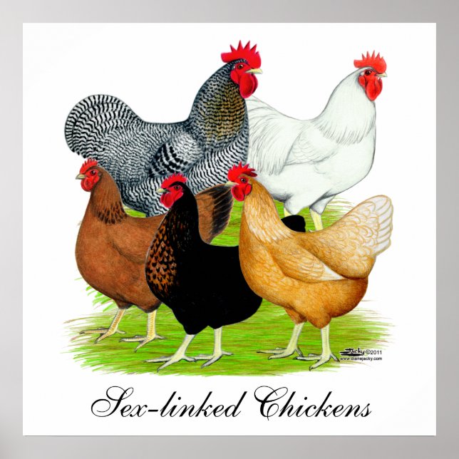 Poster Quintette de poulet liée au sexe (Devant)