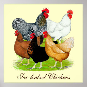 Poster quintette Sexe-lié de poulets
