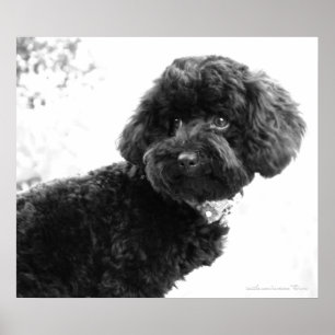 Poster Quoi ? / Black Toy Poody in B&W Imprimer