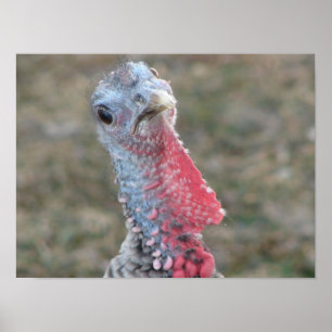 Poster Quoi ? Turquie confuse
