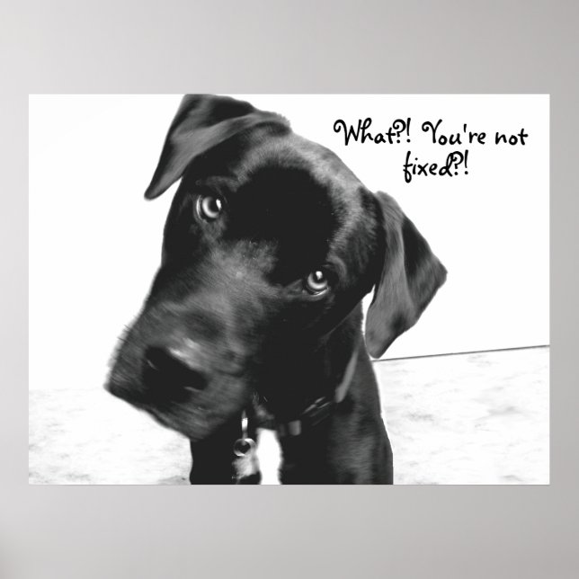 Poster Quoi ? ! Vous n'êtes pas, fixe ? ! (Devant)