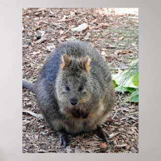Poster Quokka