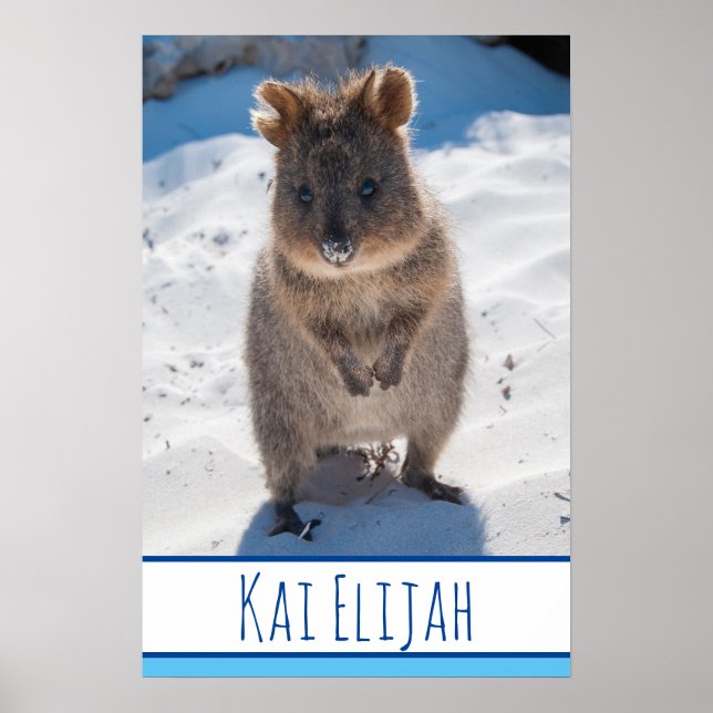 Poster Quokka sur la plage Australia Blue Boys (Devant)