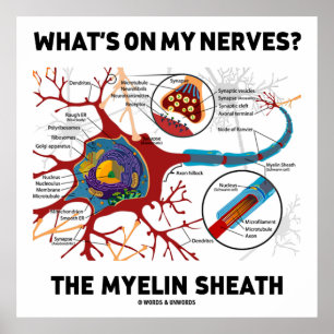 Poster Qu'y a-t-il sur mes nerfs ? Le Myelin Sheath