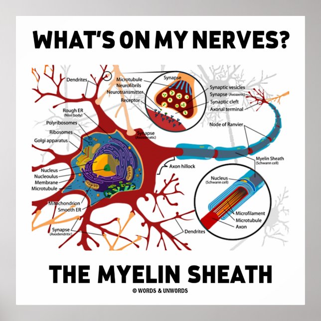Poster Qu'y a-t-il sur mes nerfs ? Le Myelin Sheath (Devant)