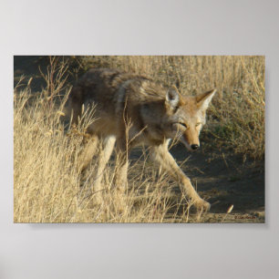 Poster R14 Coyote Walking