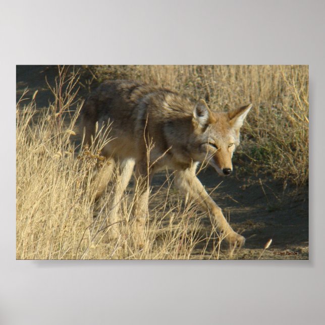 Poster R14 Coyote Walking (Devant)