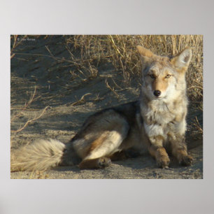 Poster R19 Coyote Laying