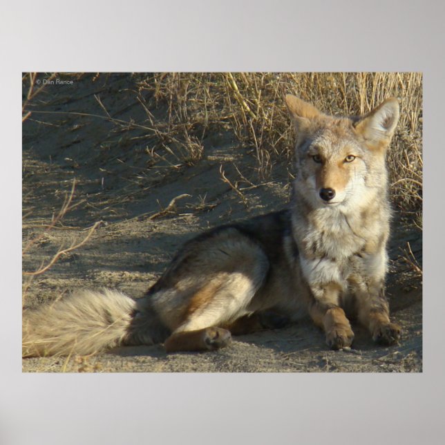 Poster R19 Coyote Laying (Devant)