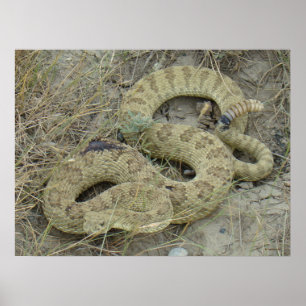 Poster R20 Serpent à sonnette des Prairies