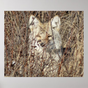 Poster R21 Coyote "Je vous regarde"