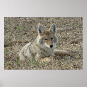Poster R22 Coyote Couché