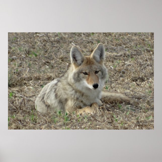 Poster R22 Coyote Laying (Devant)