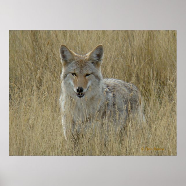 Poster R2 Coyote en herbe haute (Devant)