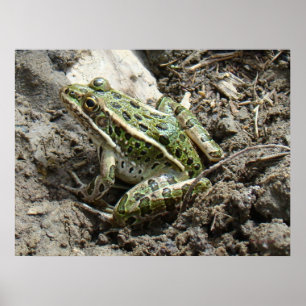 Poster R3 Grenouille léopard