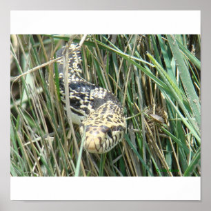 Poster R4 Bullsnake dans l'Herbe