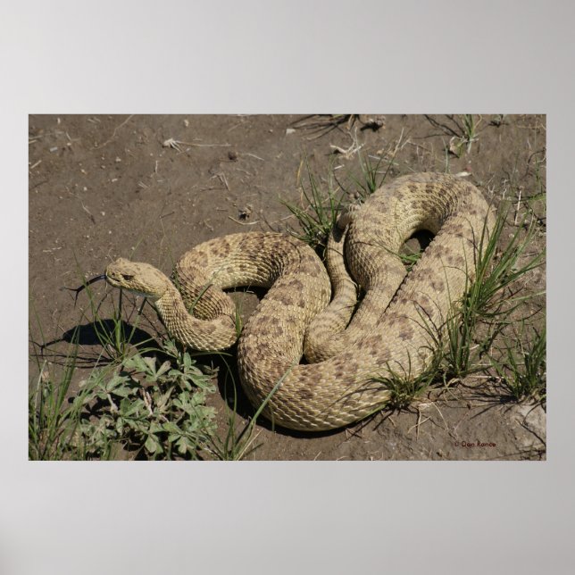 Poster R6 Prairie Rattlesnake (Devant)