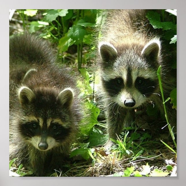 Poster Raccoon (Devant)