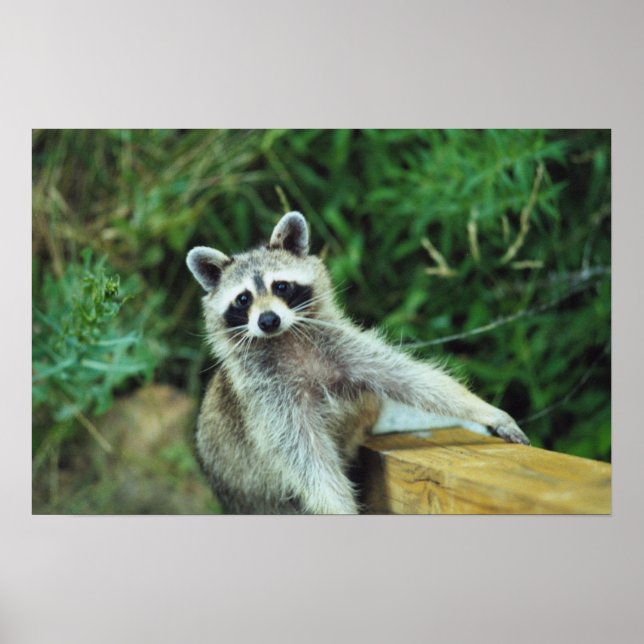 Poster Raccoon #2 (Devant)