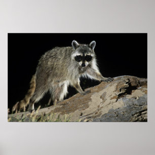 Poster Raccoon du Nord, Prophète, adulte à 2 ans