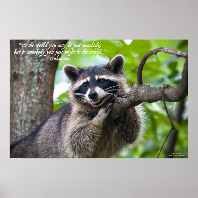 Poster Raccoon et encouragement (Devant)