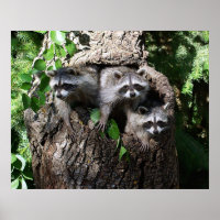 Raccoon - Les Trois Amigos