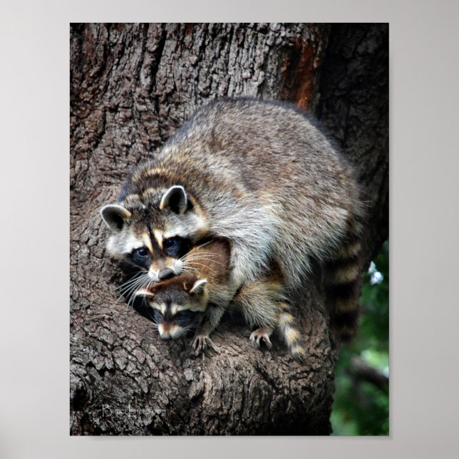 Poster Raccoon mère et kit (Devant)