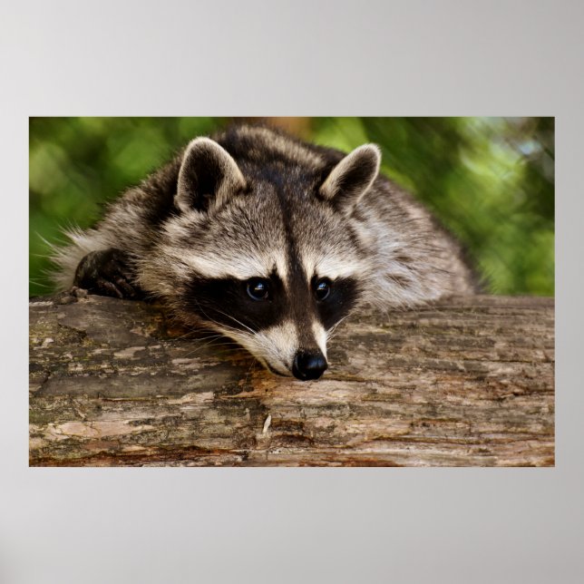 Poster Raccoon mignon reposant sur un journal (Devant)