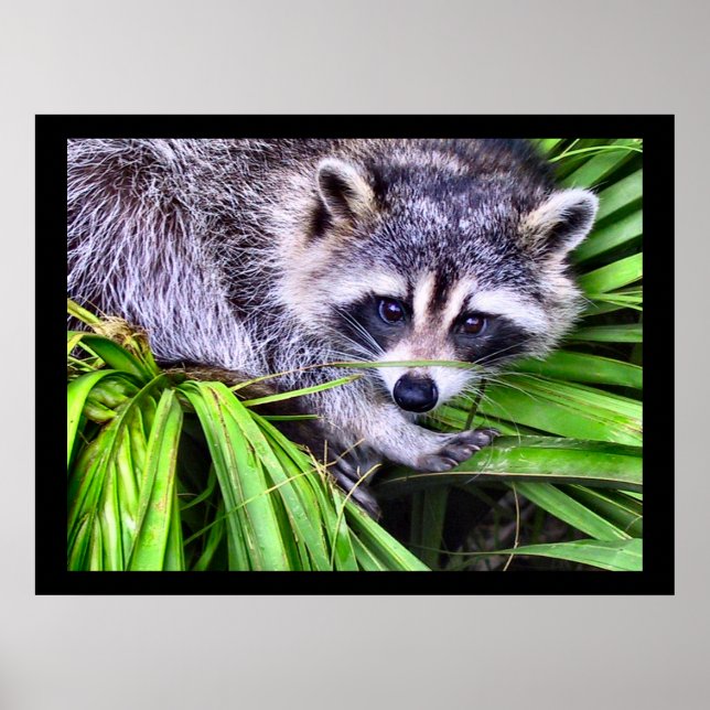 Poster Raccoon - Photographie de la faune (Devant)