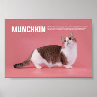 Race De Chat Munchkin Ou Saucisse