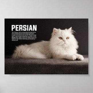 Poster race de chat persan/Shirazi