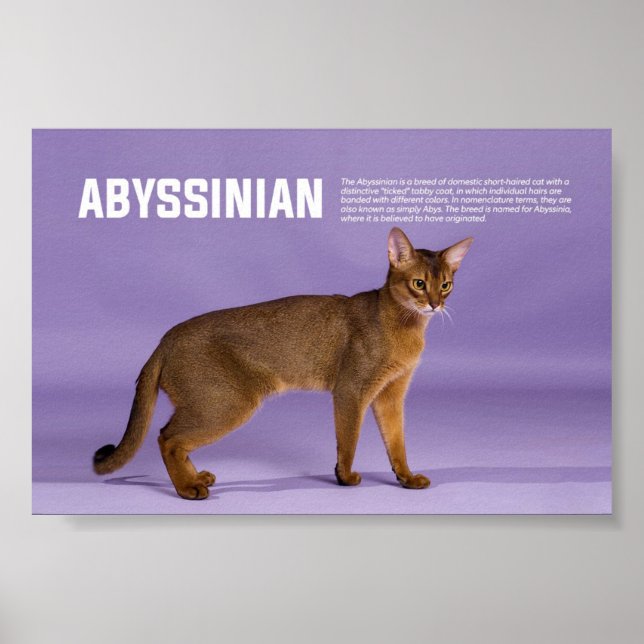 Poster race de chats abyssinian (Devant)