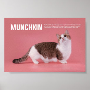 Cadeaux Chat Munchkin Zazzle Ca