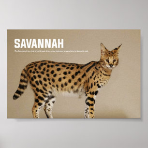 Poster Race de chats de Savannah