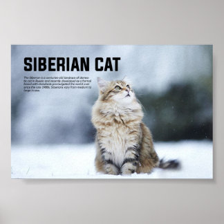 Poster race de chats de Sibérie
