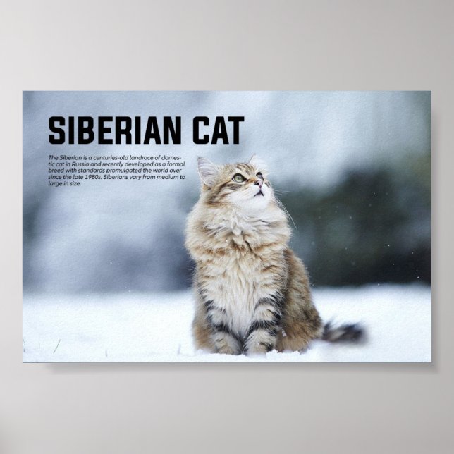 Poster race de chats de Sibérie (Devant)