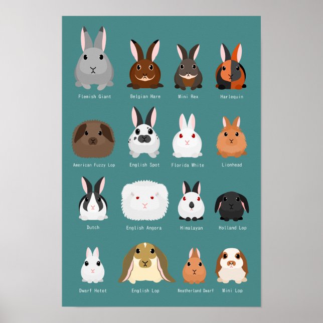 Poster race de lapins (Devant)