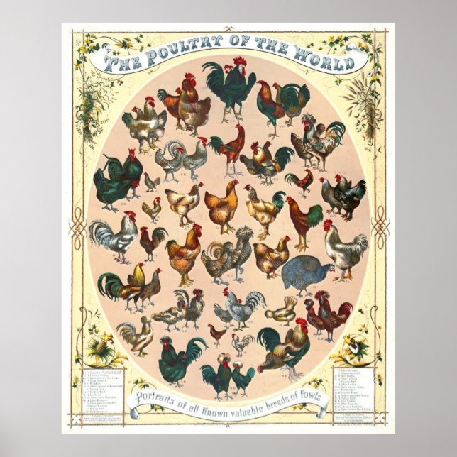 Poster race de volaille 1868 (Devant)