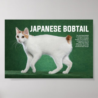 Poster race japonaise de chats Bobtail