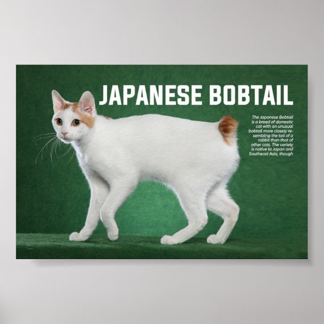 Poster race japonaise de chats Bobtail (Devant)