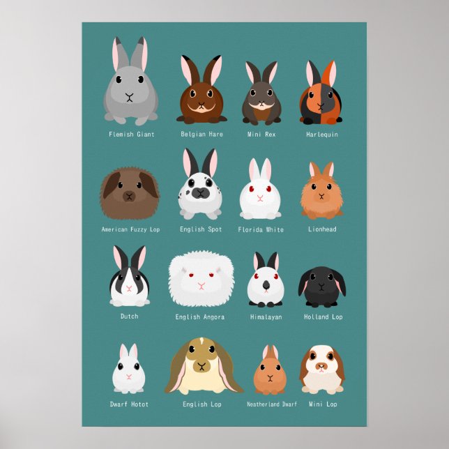Poster races de lapins (Devant)