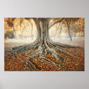 Poster Racines antiques d'arbre