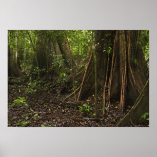 Poster Racines contreforts. Forêt tropicale, Mapari Rupun